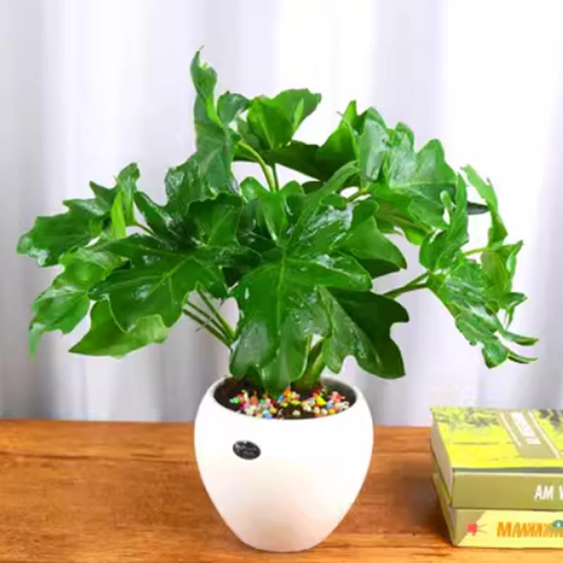 春雨盆栽绿植春羽室内桌面客厅好养花卉吸收甲醛观叶植物耐阴植物