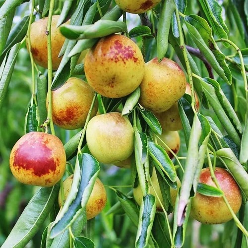 沾化冬枣苗冰糖冬枣脆甜无渣南方北方种植庭院阳台盆栽果树苗M