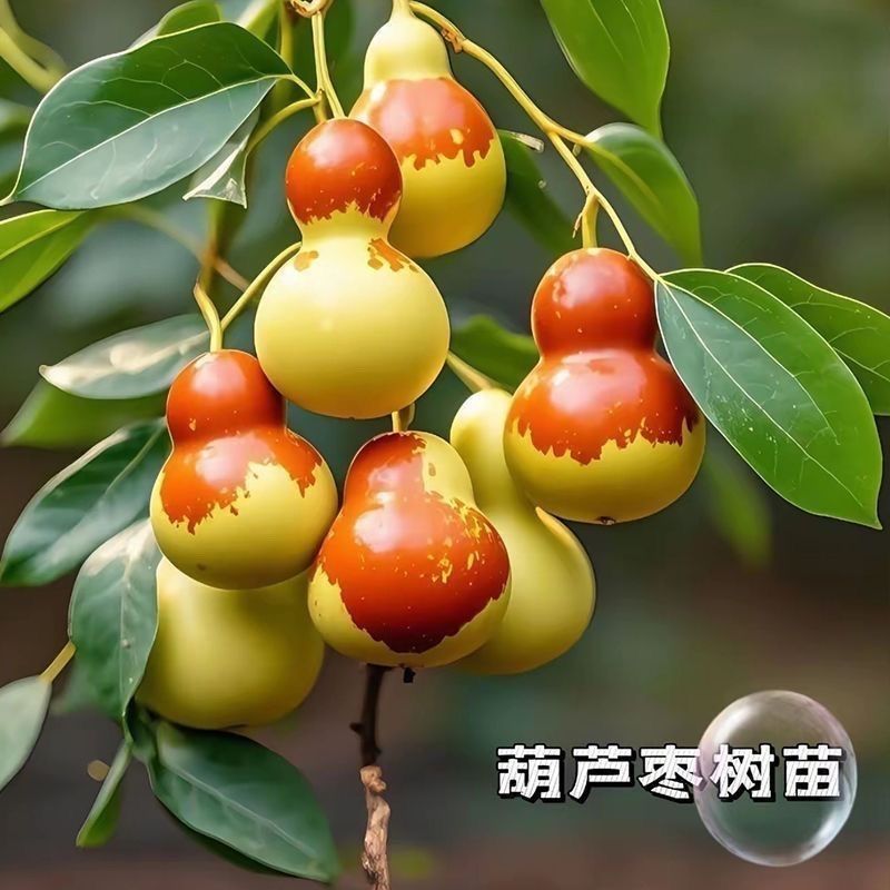 正宗葫芦枣树苗四季盆栽