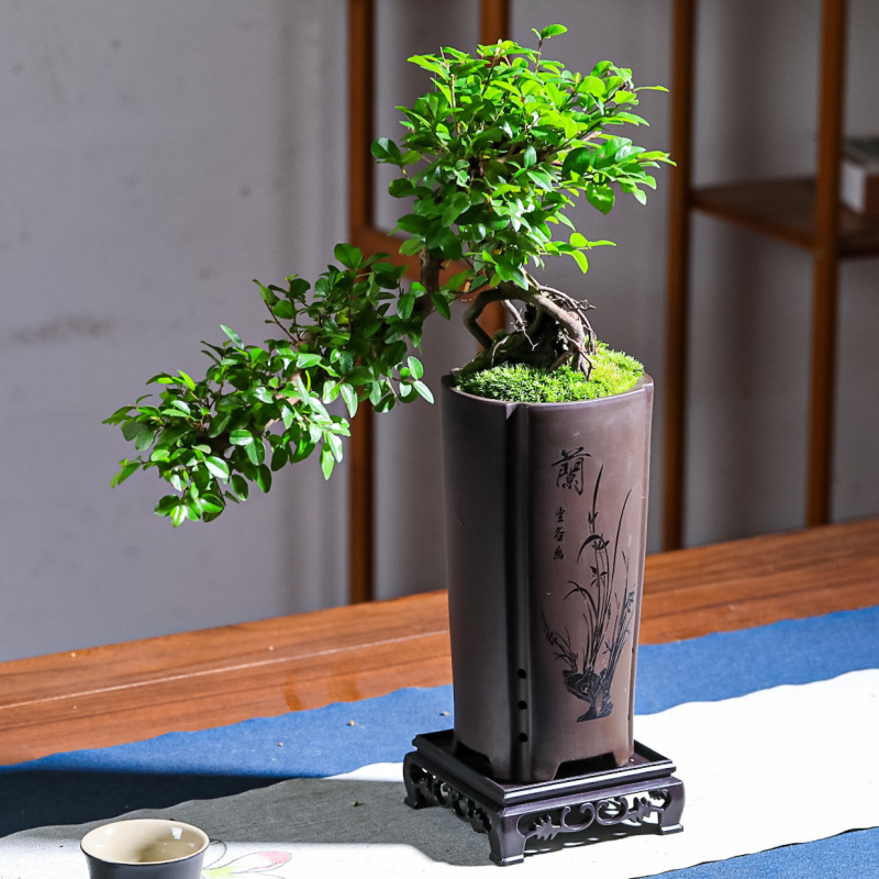 雀梅真盆景室内悬崖式植物造型摆件中式茶室阳台绿植花卉盆栽