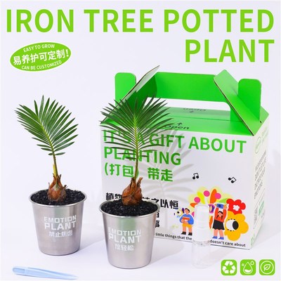 入植铁树苏铁净化空气盆栽办公室桌面植物懒人好养解压绿植送礼品