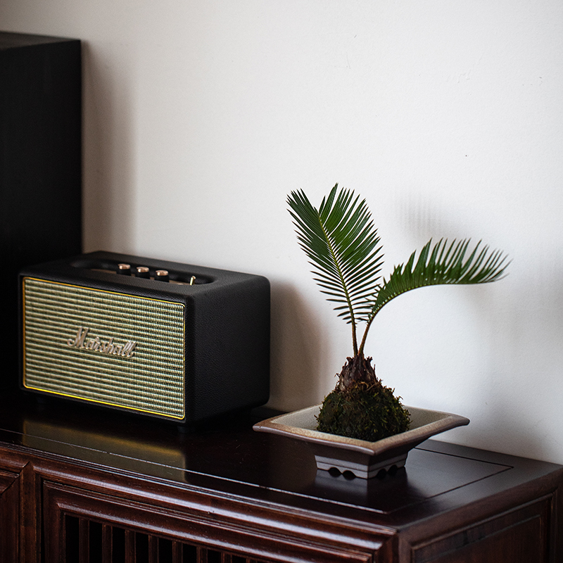 苔藓球苔玉植物室内办公室茶室桌面盆栽好养懒人水培绿植净化空气