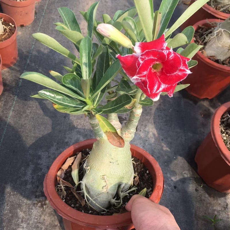 沙漠玫瑰盆栽8年苗重瓣四季开花好养室内阳台花卉绿植盆景多肉