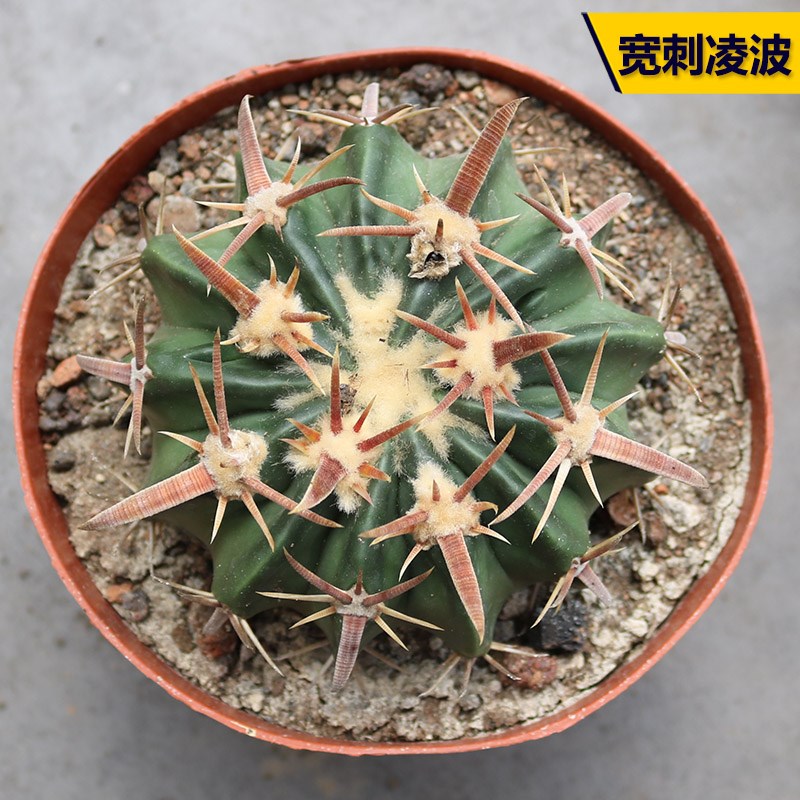 宽刺凌波实生仙人球稀有大颗美观开花好养仙人掌阳台庭院小盆栽