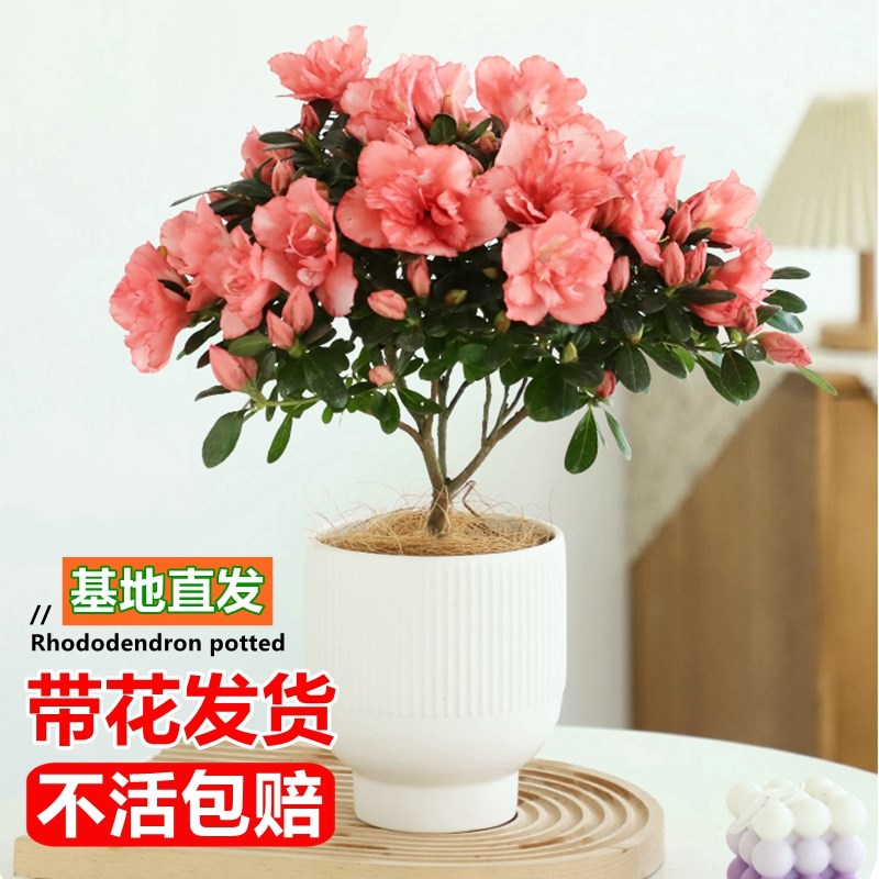 杜鹃花盆栽四季开花植物室内好养花卉绿植带花苞客厅阳台花苗盆景