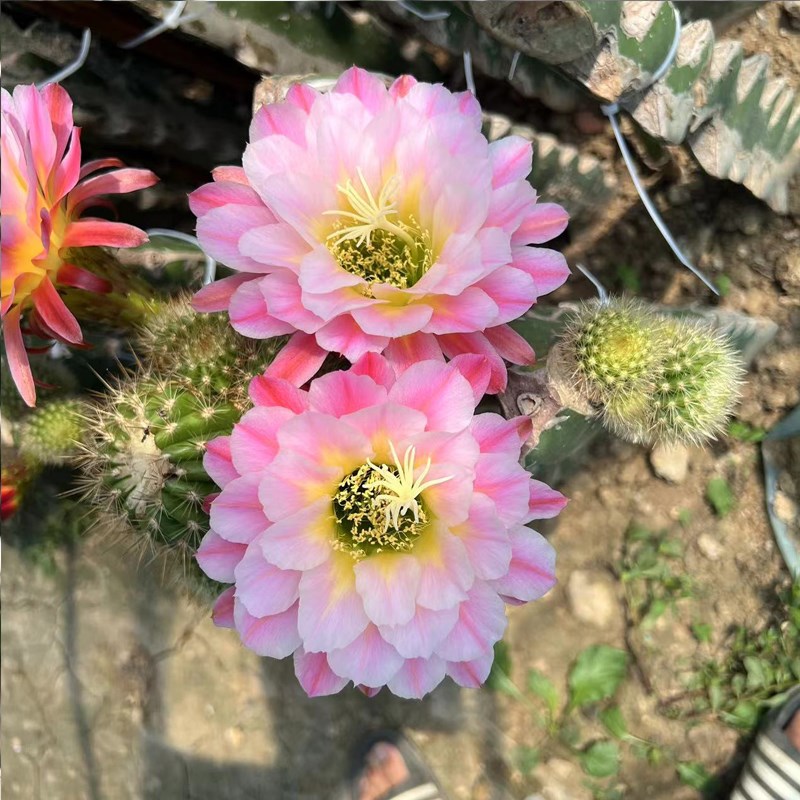 【曙光】毛花柱仙人球经典品种仙人掌多肉植物盆栽阳台庭院花卉