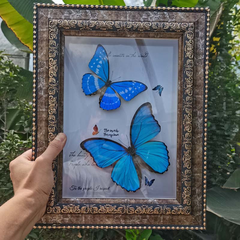 欢乐女神蝶 光明女神闪蝶 塞浦路斯闪蝶 真蝴蝶 标本 高档礼品