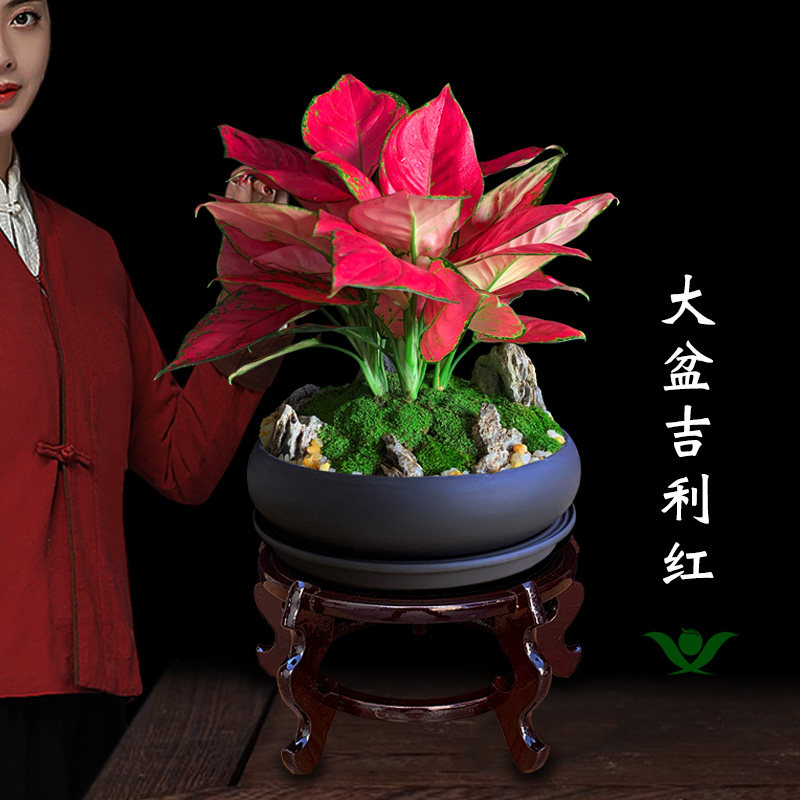 吉利红万年红中国红如意盆景客厅花卉绿植室内盆栽植物不需要阳光