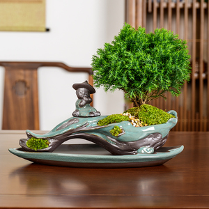 雾松榕树发财树室内绿植盆栽花卉植物文竹小盆景办公室桌面摆件