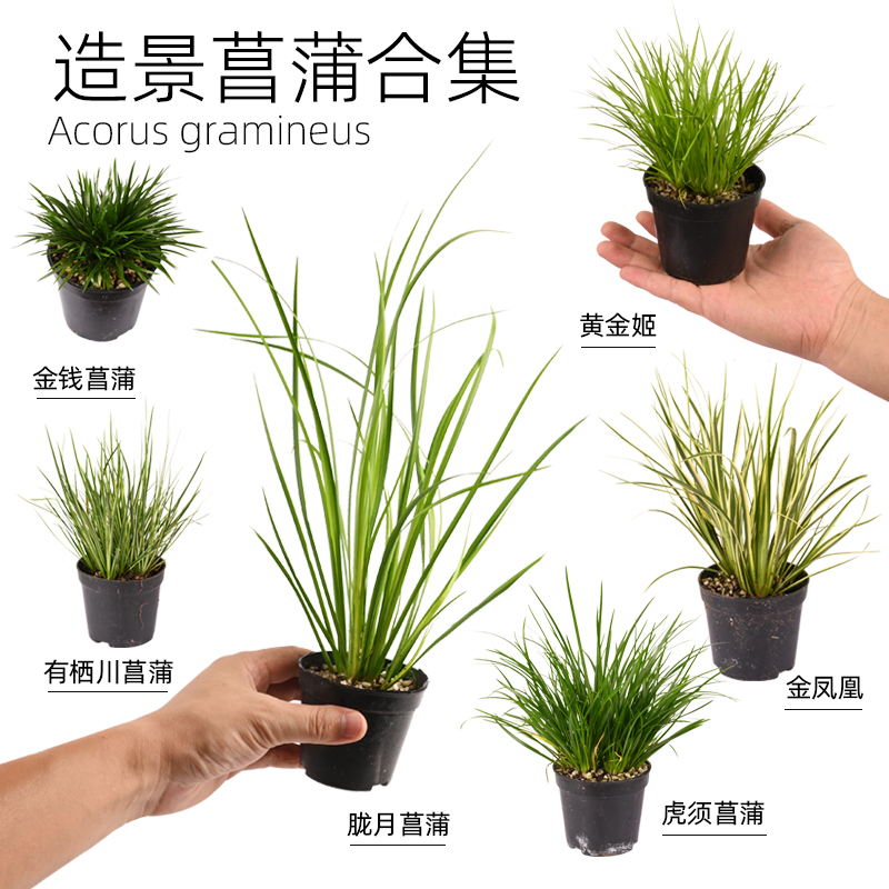 黄缘乌龟环境造景植物水陆饲养龟缸生态水培石菖蒲水草养殖箱绿植
