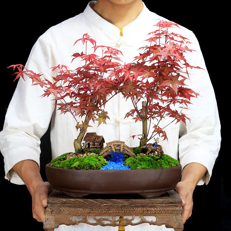 红枫盆景植物老桩室内客厅桌面盆栽办公室绿植耐寒观叶日本红舞姬