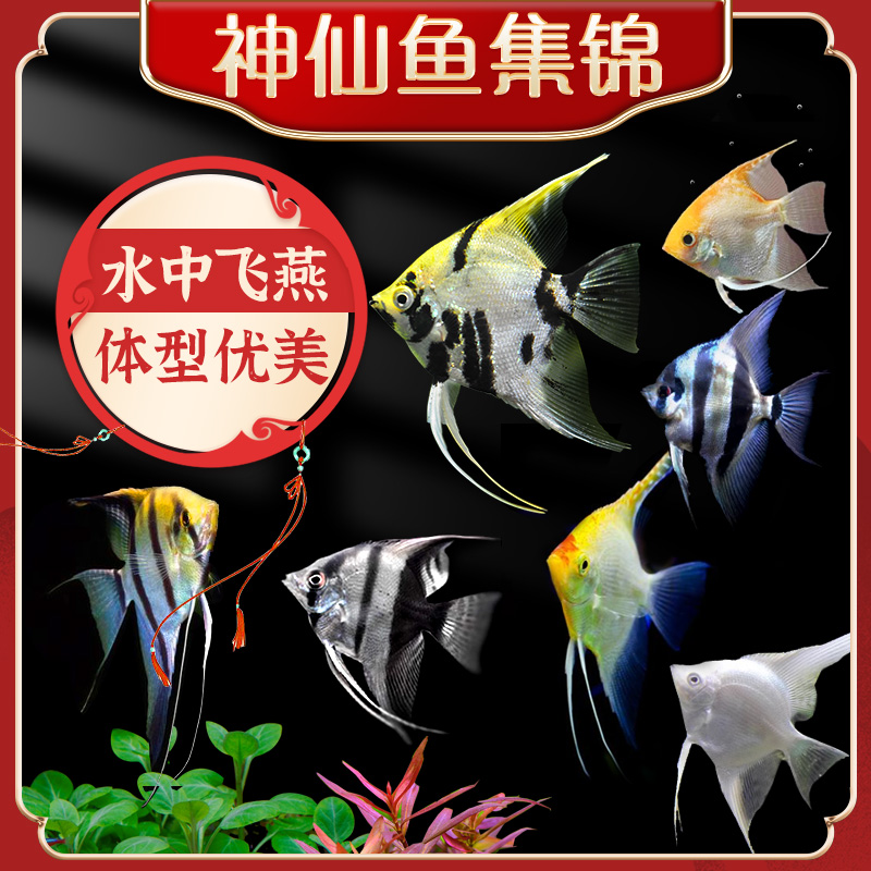 神仙鱼活鱼大型燕鱼秘鲁三色热带观赏鱼七彩神仙鱼苗小型淡水好养