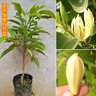 白兰花盆栽嫁接黄桷兰 花苗 香味白玉兰花树苗庭院阳台花卉绿植物