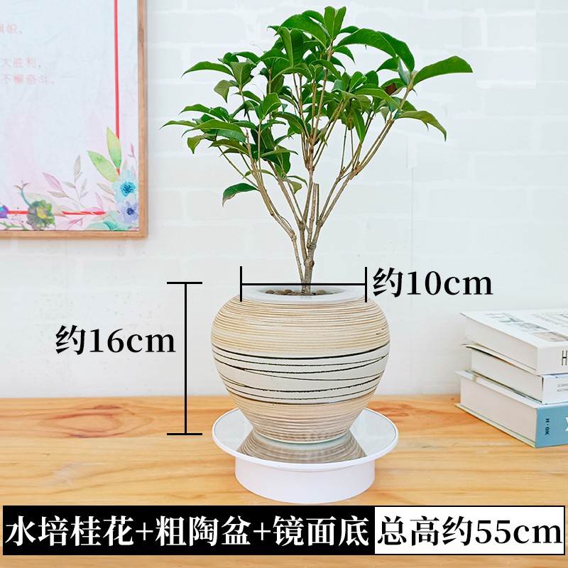 水培植物桂花小盆栽树苗四季绿植花卉盆景水生水养办公室内桌面