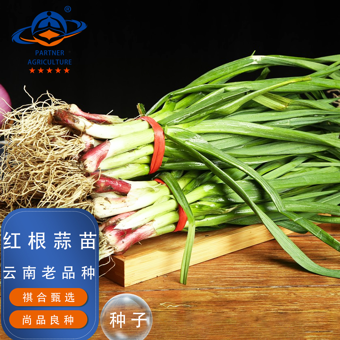 云南红根蒜苗种子老品种