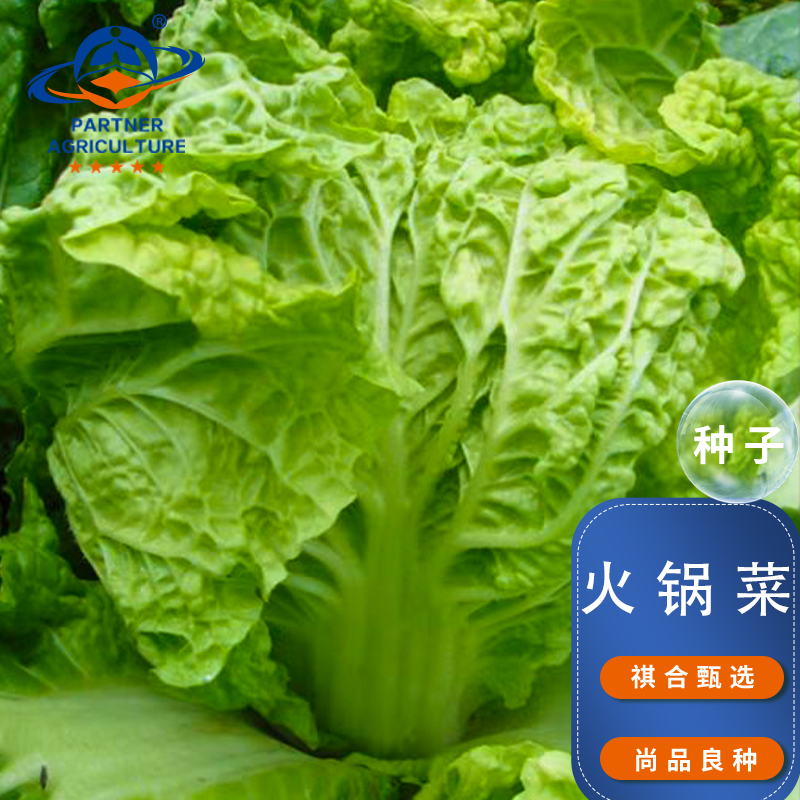 云南水涨趴火锅菜种子