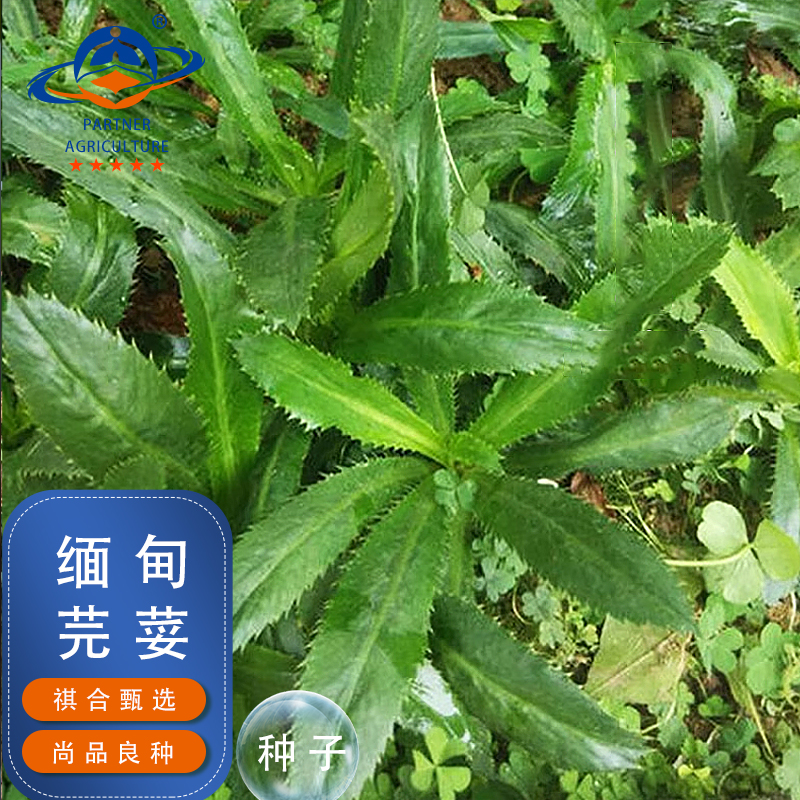 云南特色缅芫荽刺芹种子