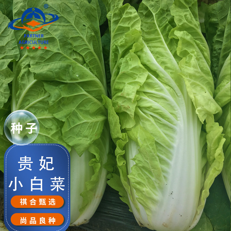 小白菜种子耐热耐寒耐湿青菜种籽