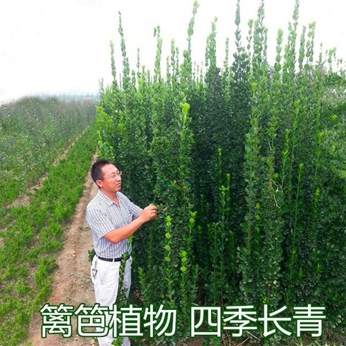 法国冬青树苗小苗大叶灌木丛生庭院绿化绿篱篱笆苗北海道四季常青