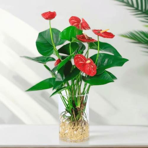 年宵花水培火鹤花鸿运当头卡利小大红色星室内净化净化空气好养绿