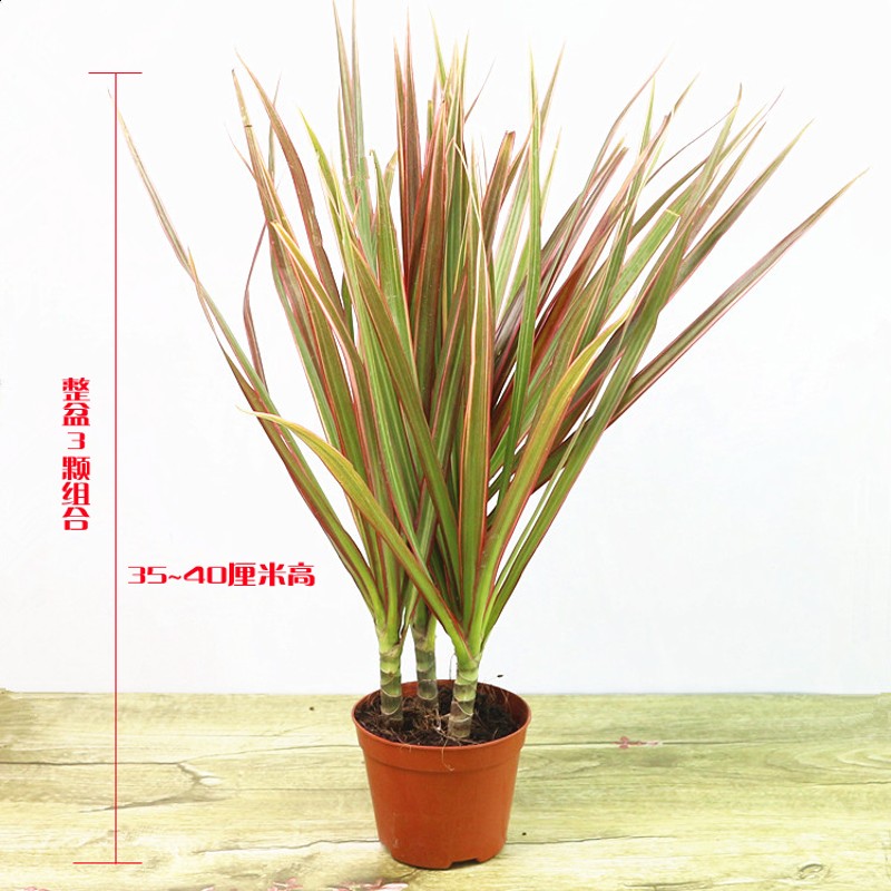 七彩铁千年木大盆栽办公室观叶三杆龙血树盆栽净化空气绿植网红