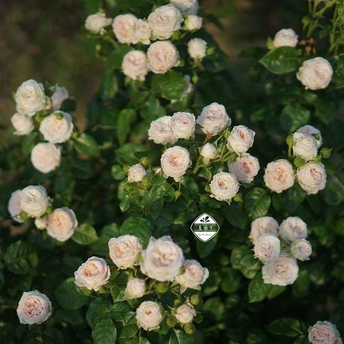 粉妆楼粉月亮香织装饰灌小伊萤火虫之地惑星中苗 老园丁盆栽月季