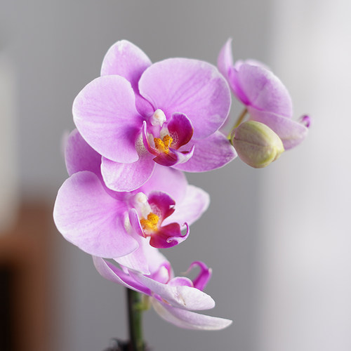 蝴蝶兰盆栽建兰花客厅办公室内书房小植物带花剑花苞四季好养盆景