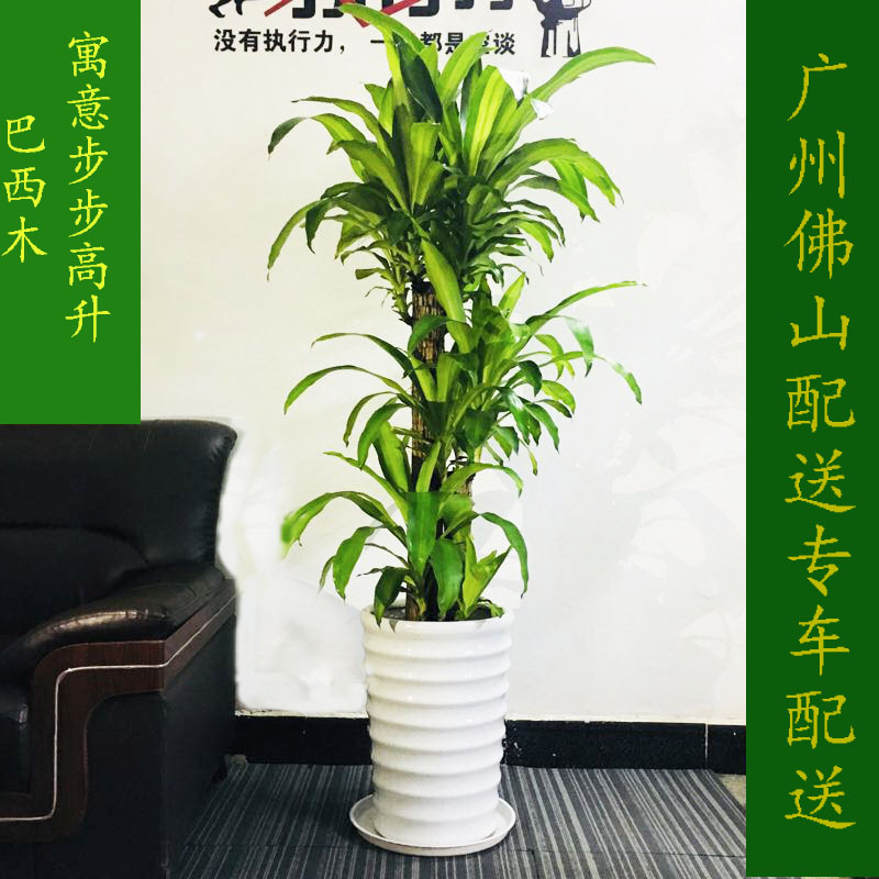 大型办公室客厅盆栽植物绿植巴西木千年木巴西铁树龙血树净化空气