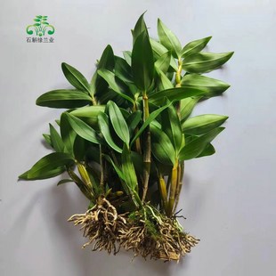 球花石斛兰春夏四季常青室内阳台庭院盆栽观赏绿植物花卉寄生吊兰