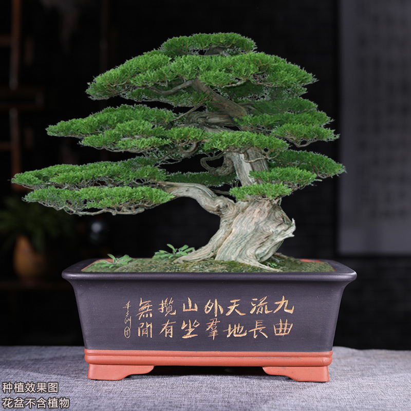 宜兴紫砂盆景花盆马槽长方形紫砂花盆桌面阳台罗汉松文竹花盆透气