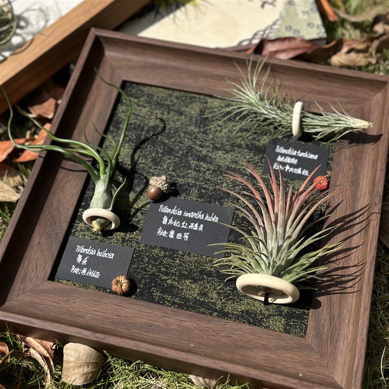 空气凤梨手工定制装饰画创意相框挂画礼物N(含2-3颗植物)