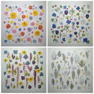 周周压花押花 四季印象之花 植物P标本画干花材料包