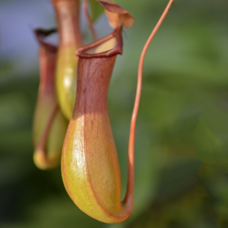 猪笼草盆栽包邮捕蝇食虫草 室内桌面花卉绿植吃蚊子 奇趣植物