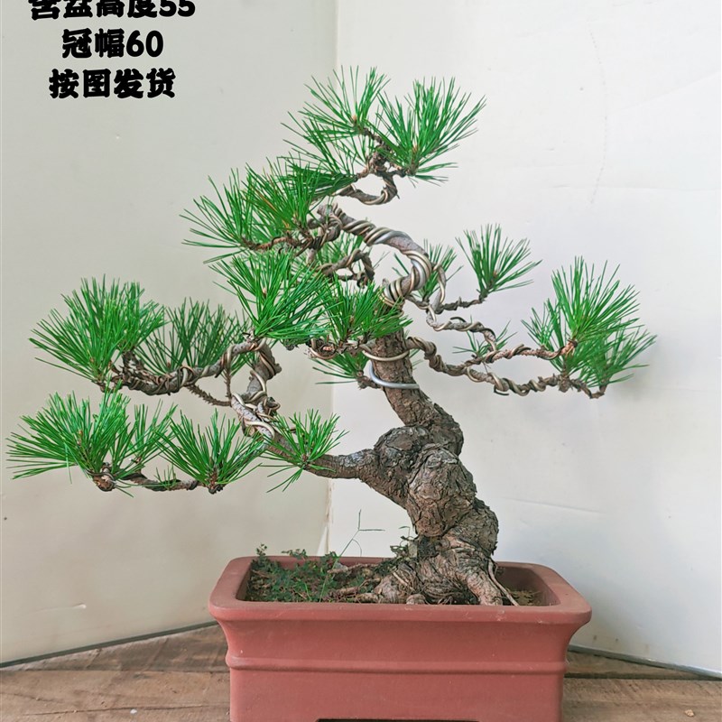 造型黑松盆景 文人矮霸造型黑松 室内盆栽绿植物小老桩黑松