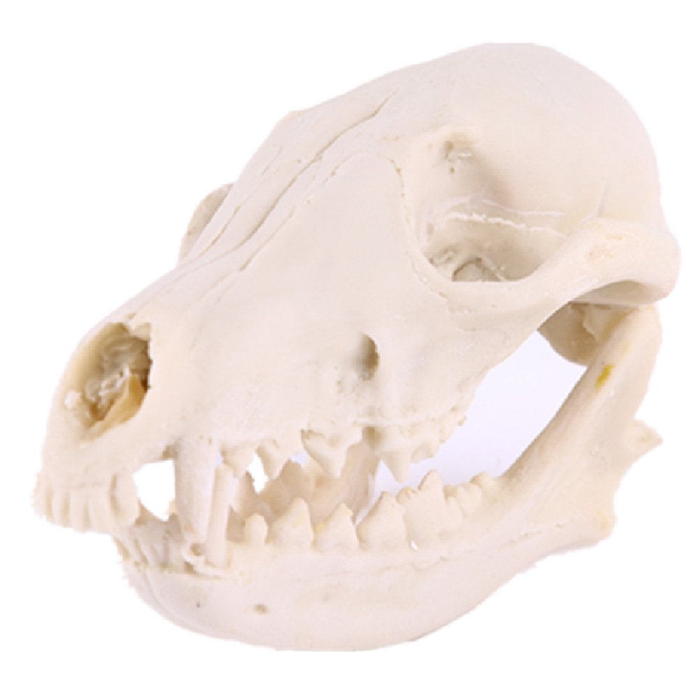 动物头骨模型  狐狸骷颅头 动物骨架 树脂骷髅头 儿童节礼物