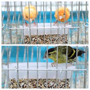 玉鸟黄雀营养鸟食金丝雀混合鸟粮麻料金翅芙蓉鸟金青黄巧真空饲料