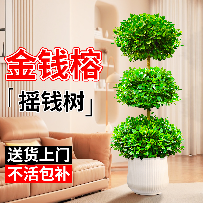 金钱榕树盆栽室内客厅摇钱树大型绿植四季常青办公室盆景招财树