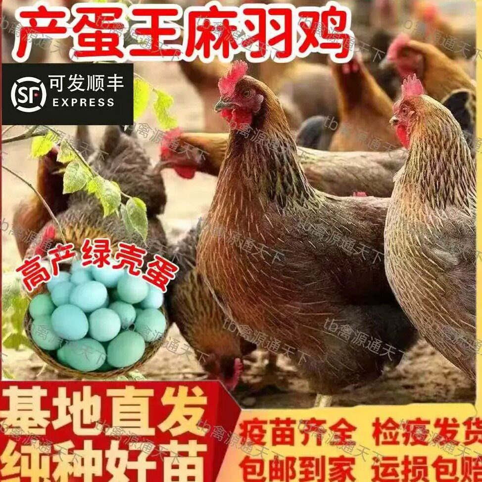 麻羽绿壳蛋鸡活苗高产蛋鸡苗正宗散养土鸡小脚青脚麻羽绿壳蛋双黄