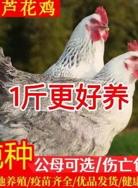 小鸡活苗纯种一斤白芦花鸡活苗半斤绿壳蛋稻花鸡彩凤鸡鹊山鸡