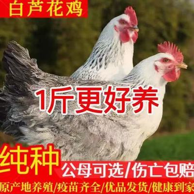 小鸡活苗纯种一斤白芦花鸡活苗半斤绿壳蛋稻花鸡彩凤鸡鹊山鸡
