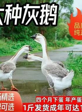一斤正宗灰鹅活苗脱温小鹅苗纯种特种灰鹅大种四季皖南雁鹅三花鹅