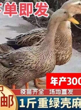 【首单直降】纯种麻鸭活鸭一斤鸭苗高产绿壳蛋鸭子产蛋鸭水鸭旱鸭