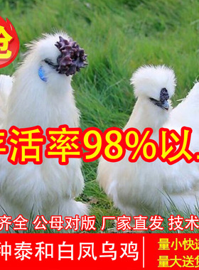 1斤纯种白凤乌鸡活苗2斤泰和乌鸡苗正宗乌骨鸡活鸡散养脱温土鸡苗