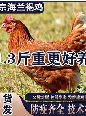 1.3斤海兰褐产蛋王下蛋鸡活鸡苗包活到家青年鸡活苗红毛粉壳蛋鸡