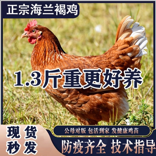1.3斤海兰褐产蛋王下蛋鸡活鸡苗包活到家青年鸡活苗红毛粉壳蛋鸡