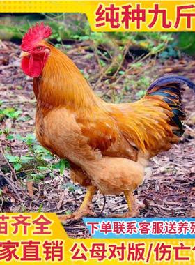 九斤红公鸡苗小鸡活苗公鸡活苗脱温鸡大红公鸡活苗阉鸡活苗1斤
