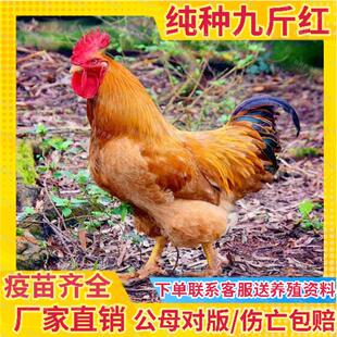 九斤红公鸡苗小鸡活苗公鸡活苗脱温鸡大红公鸡活苗阉鸡活苗1斤