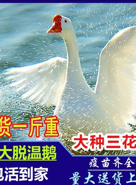 散养纯种大种白鹅大白鹅苗活苗三花鹅白鹅苗活体活鹅快递包活到家