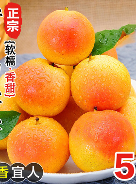 鞍山南果梨5斤包邮南国梨海城东北特产香水梨子新鲜冻梨孕妇水果