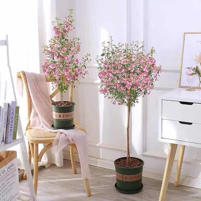 小木槿花苗盆栽带花棒棒糖阳台庭院花园耐热花卉植物四季开花爆盆